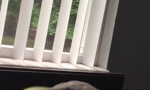 Teaching a Cockatiel a New Tune