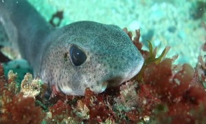 Close Up of a Catshark