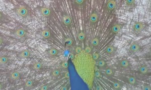 Wild peacock displays stunning colors in front of suburban home