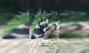 Panda cub pushes mum after falling down tree trunk in China's Guangzhou