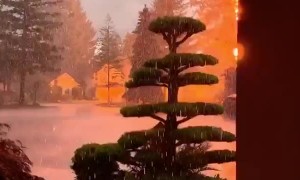 Lightning Hits Nearby Tree