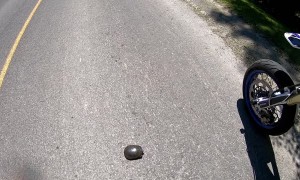 Two Wheeled Turtle Hero