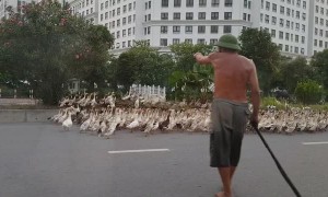 Dozens of Ducks Cause Traffic Jam