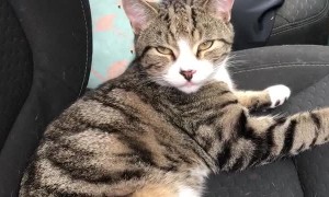 Cat is Ready to Roll