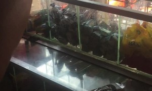 Cat Orders at Convenience Store