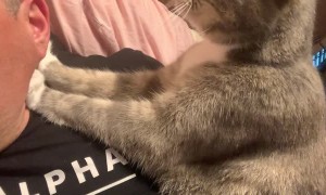 Kitty Kneads Human