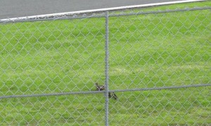 Lucky Ducks Race Across the Road