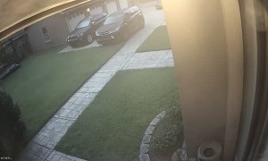 Yorkie Saved from Startled Coyote