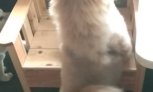 Chubby Puppy Won't Give Up