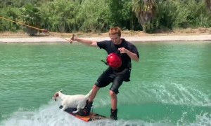 Doggo Rides Wakeboard like a Pro