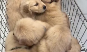 A Cart Full of Cute