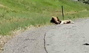 Bear Drags Deer