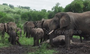 Baby elephants muck around in mud bath at Rwanda national park