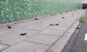 Strange case of hundreds of mice leaping to their deaths like lemmings in Dutch village