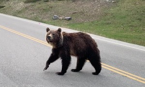 Cute Cub and Mama Bear Crossing