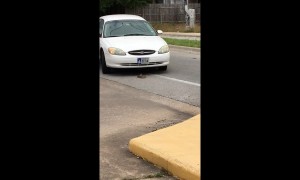 Snake attempts to bite cars as they nearly run it over in Texas