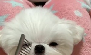Cute puppy shows off his new style