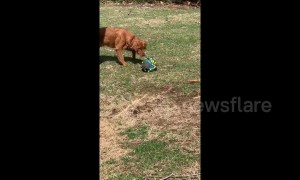 Confused US dog barks at popped football after it 'hisses' at him