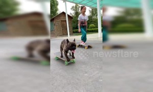 This French bulldog can skateboard better than most people
