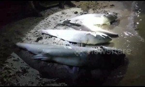 Shark carcasses found without fins and tails after illegal fishing activities in Indonesia