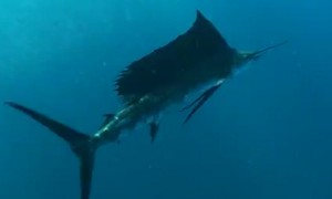 Diver has face to face encounter with world's fastest fish