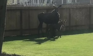 Mother Moose and Cute Calves Cool Off on the Grass