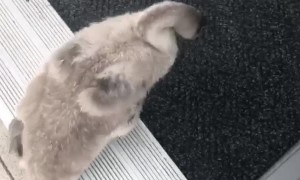 No Vacancy for Swan Family