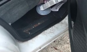 Roaches Scatter in Filthy Vehicle
