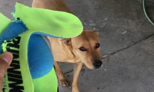 One of these dogs is guilty and it's hilariously obvious