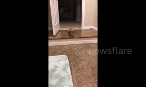 Tiny US puppy whines as she attempts to get down a step