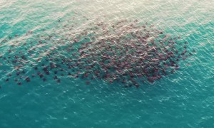Overhead View of Mobula Rays Swimming