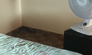 Cat Naps on Bed in Front of Fan