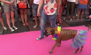 Stylish dogs take on catwalk during Pride celebrations in Madrid