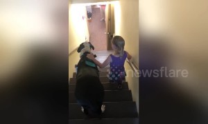Great Dane support dog helps US child with brittle bone disease down stairs at library