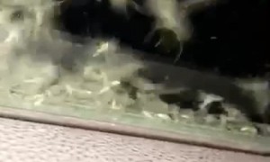 A Multitude of Mosquitoes