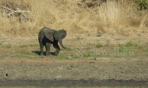 Watch cheeky baby elephant's hilarious attempt to chase away small bird