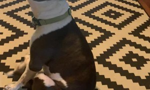 Dog Finds Strange Way to Scratch His Favorite Spot