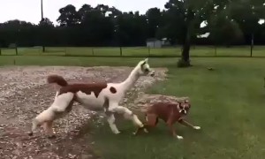 Hilarious moment Texas alpaca chases off dog for getting near her bestie, a pig