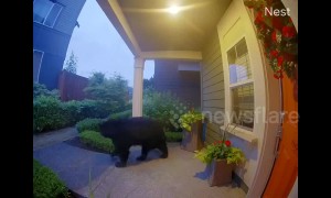 Huge black bear spotted roaming through Washington neighbourhood
