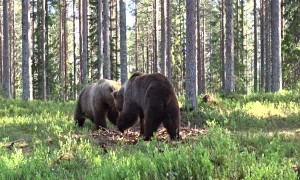 Bout Between Bears