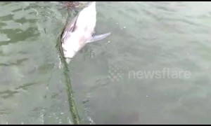 Indonesian residents bury mysterious dolphin carcass found in shallow waters