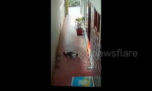 Brave pet cat fights off deadly cobra at home in southern India