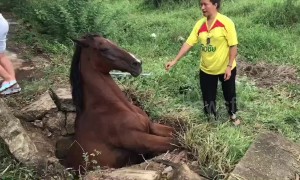 What a mare! Horse rescued after getting stuck in concrete drain for three hours