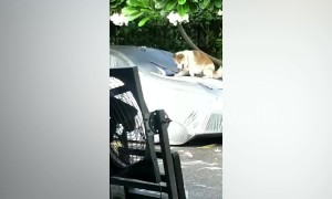 Furious driver calls police after catching neighbour's husky climbing on her car