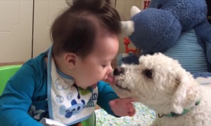 Dog and Baby are BFFs