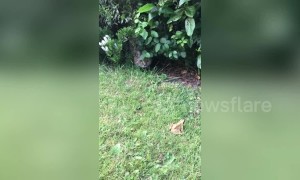 Sneaky UK cat ambushes frog, but only for a friendly boop
