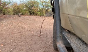 Curious Hyena Comes in Close