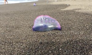Dozens of Portuguese man o' war wash up on the coast of the Azores