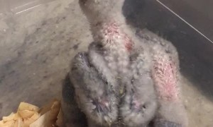 "Gonna Feed the Babies"