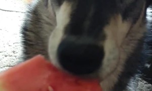 Dog Tries Watermelon and Loves It